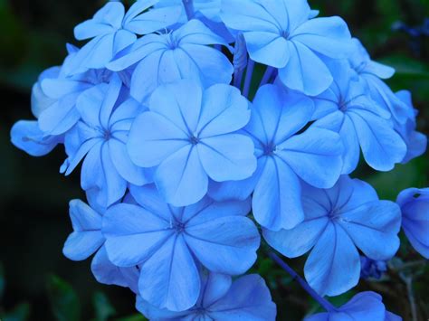 Blumen Blau Blue Flower · Kostenloses Foto auf Pixabay