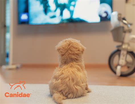 Strange Behavior Explained: Can Dogs Watch TV and What Do They Really ...