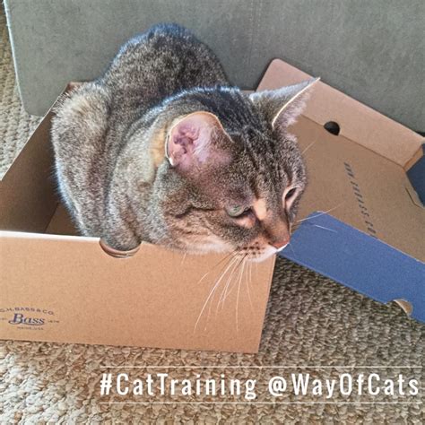 What is the best way to move my cats? - Dear Pammy at Way of Cats