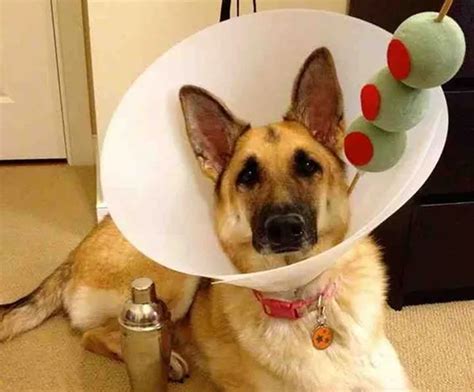 5 DIY Halloween costumes you can make for your pet | BCAA