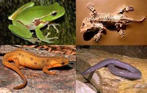 ⇨ Amazon Rainforest Amphibians: poisonous and edible species