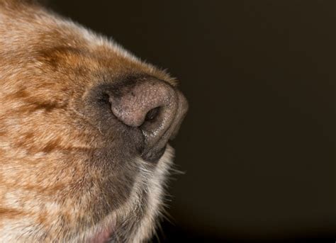 Skin Cancer On Dog Nose