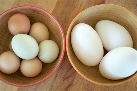 Using Goose Eggs in Your Recipes