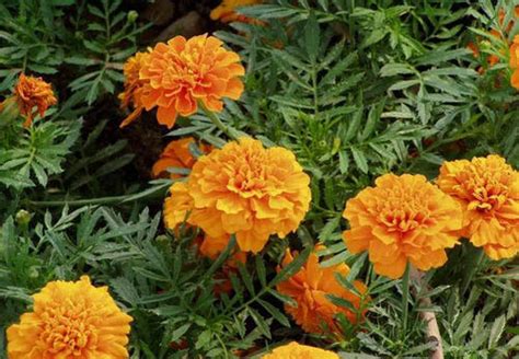 How to care for French marigolds - RayaGarden