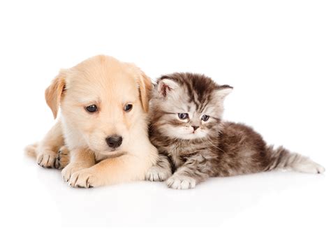 HD wallpapers of cute dogs and cats wallpaper that will add joy to your day