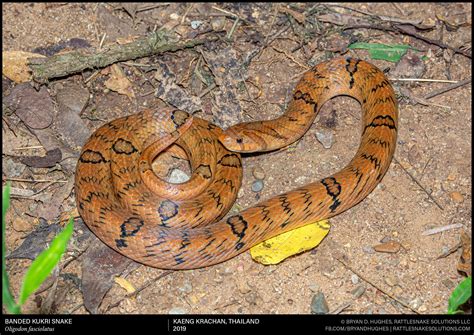 Pin on Wild Snakes