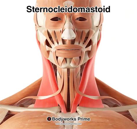 Sternocleidomastoid Muscle Anatomy - Bodyworks Prime