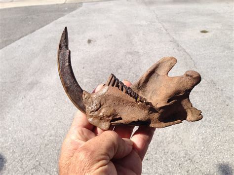 Giant Beaver Jaw Fossil - Fossils & Artifacts for Sale | Paleo Enterprises