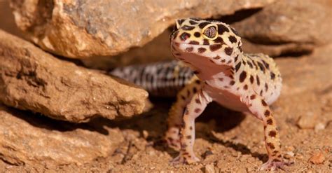 9 Stunning Desert Lizards - A-Z Animals