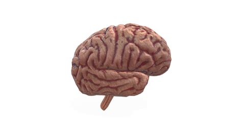 human-brain - Download Free 3D model by Yash_Dandavate [e073c25] - Sketchfab