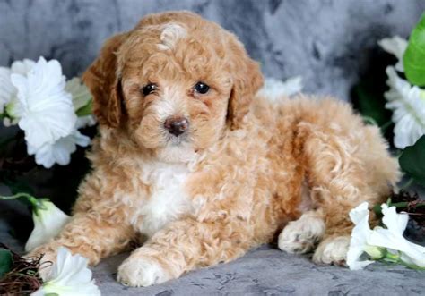 Toy Poodle Mix