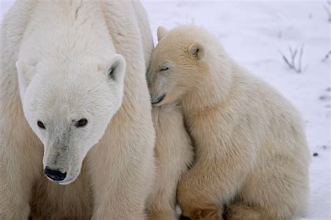 What Are the Growth Stages of Polar Bear Cubs?