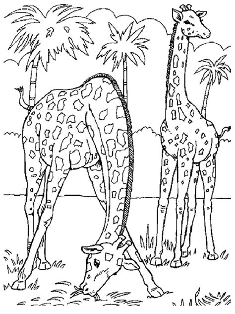 Zoo #12703 (Animals) – Free Printable Coloring Pages