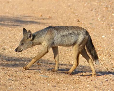 Side-Striped Jackal - Facts, Diet, Habitat & Pictures on Animalia.bio