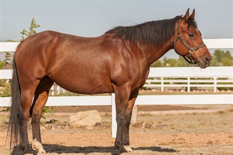 Inquiring Minds: Is a Quarter Horse a Warmblood? - Horse Rookie