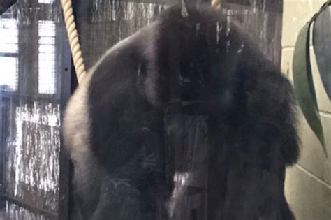 London Zoo gorilla escape: 'It was charging at the glass window!' say witnesses as massive ...