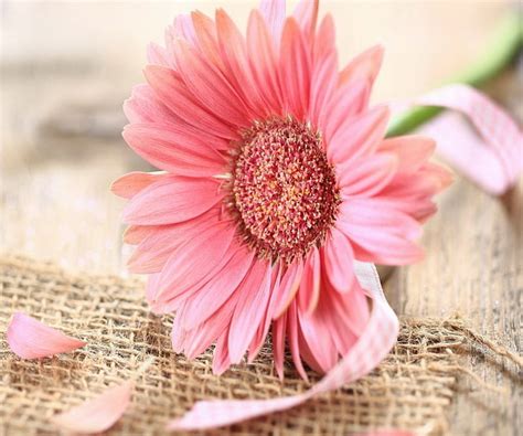 Pink Flower, table, pink ribbon, Gerbera, decoration, HD wallpaper | Peakpx