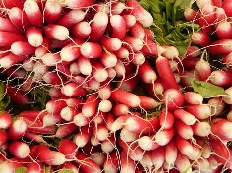 French Breakfast Radish (250+ Seeds) - Georgia Seed & Garden