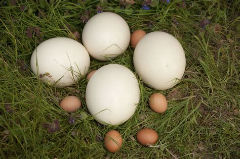 Ostrich eggs arrive in selected Waitrose branches | Poultry News