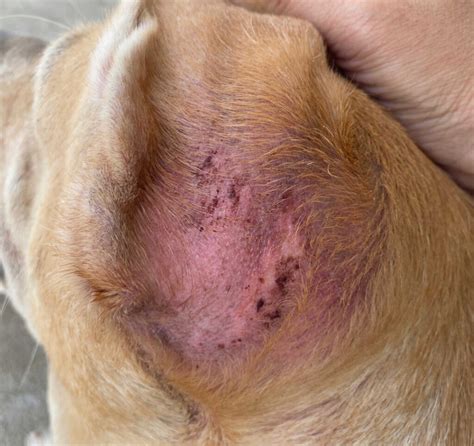 What Does Folliculitis Look Like On Dogs