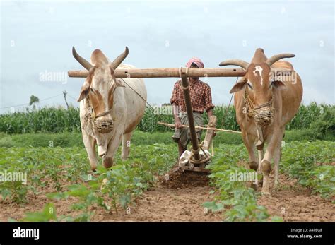 ANG77669 Traditional and conventional way of farming in India with ...