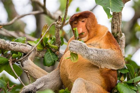 Proboscis Monkey – Ugly and Unloved