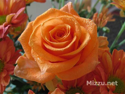 Gambar Gambar Menanam Daun Bunga Berwarna Merah Muda Mawar Naik Mekar di Rebanas - Rebanas