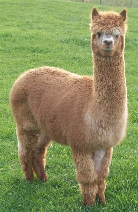 Two alpaca crias born June 25