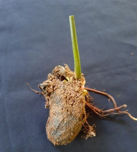 Epicotyl grafting technique in mango, widely used for plant propagation