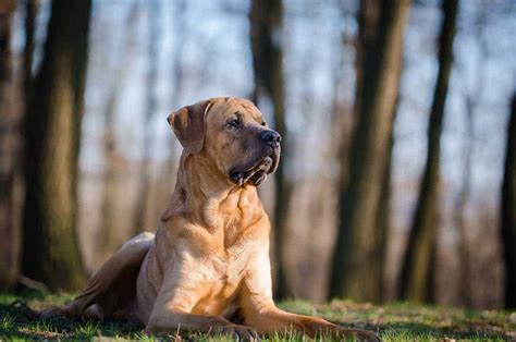 Tosa Inu: The Japanese Fighting Mastiff (Breed Guide)