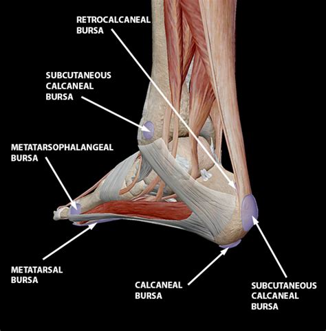 Bursitis: The Fallen Heroes of Joint Mobility