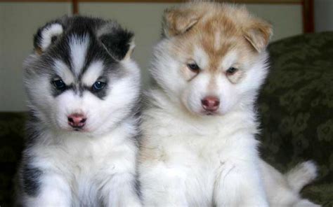 Siberian Husky Puppies | Cute Puppy Images Pictures