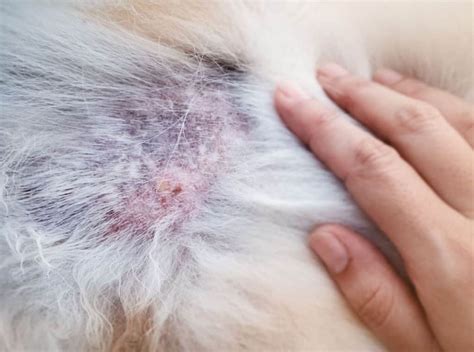 Bacterial Infection In Dogs