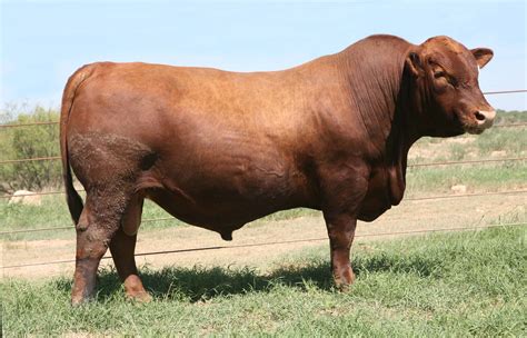 Red Angus | BOLA Red Angus | Hereford cattle, Braford cattle, New south ...