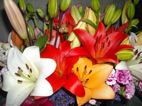 Colorful Bouquet of Lilies - Lilium Photograph by Liliana Ducoure | Fine Art America