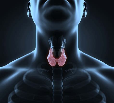 Multiple Choice Questions (MCQs) on Thyroid gland hormones, thyroid disorders and Function test ...