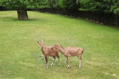 Beautiful Ungulate Animals on Green Grass Stock Photo - Image of antelope, garden: 121739224