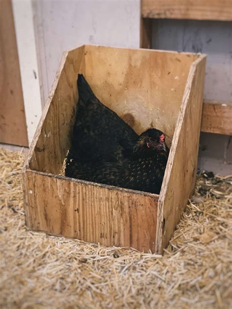 Ultimate Guide to Chicken Nesting Box Size