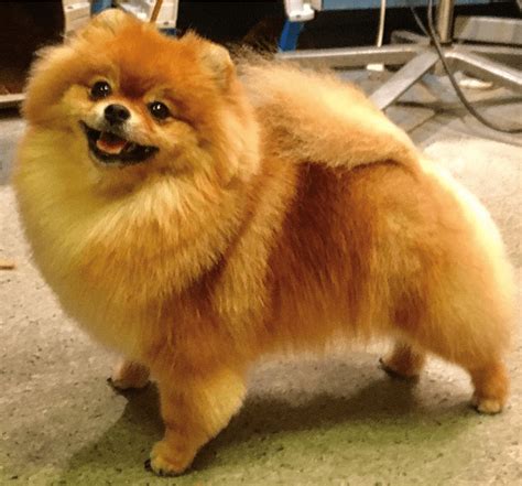 9 Totally Cute Pomeranian Haircut Styles To Satisfy Your Craving For Fluffiness Today | Cute ...