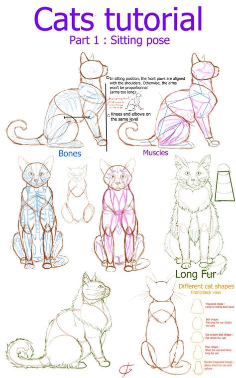 Cats+tutorial+-+part+1+:+Sitting+position+by+Ctougas01.deviantart.com+on+@DeviantArt | Эскизы ...