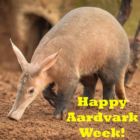 Happy Aardvark Week! by Uranimated18 on DeviantArt