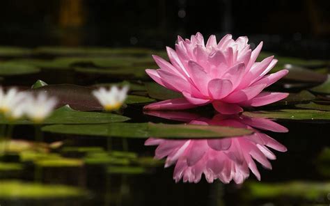 Lotus Flower Wallpapers - Top Free Lotus Flower Backgrounds ...