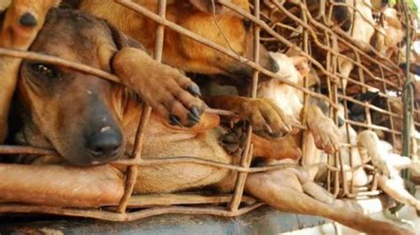 End Dog Meat Trade – OnlyAnimals Foundation