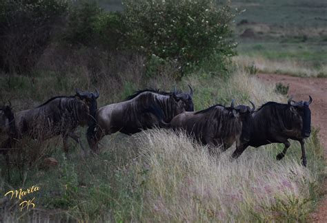 The herd of Wildebeest Running | Wildebeest, Herding, Masai mara ...