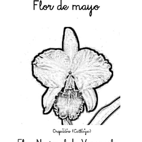 Colorear Flor de Mayo de Venezuela - Colorear dibujos infantiles