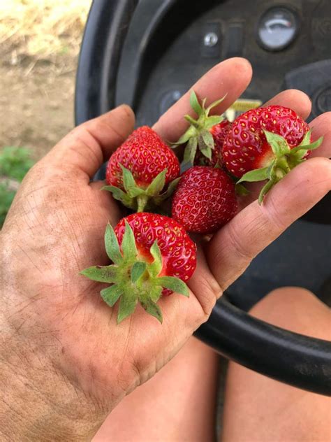 20 Top Strawberry Harvesting Tips – Strawberry Plants