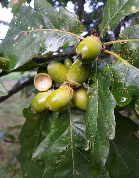 Quercus petraea - Trees and Shrubs Online