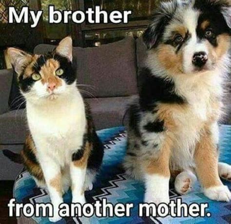 15 Funny Australian Shepherd Memes To Make Your Day - BuzzSharer.com