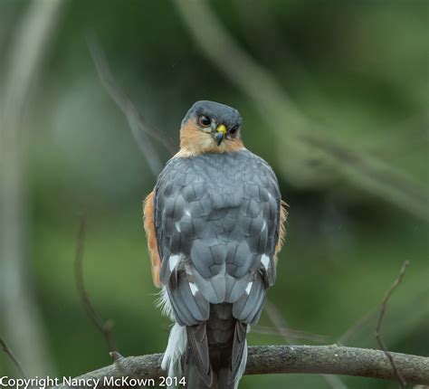 Photographing A Sharp-shinned Hawk | Welcome to NancyBirdPhotography.com