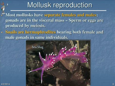 PPT - MOLLUSK PowerPoint Presentation, free download - ID:669253